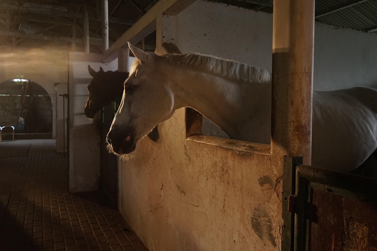 modern horse stable architecture